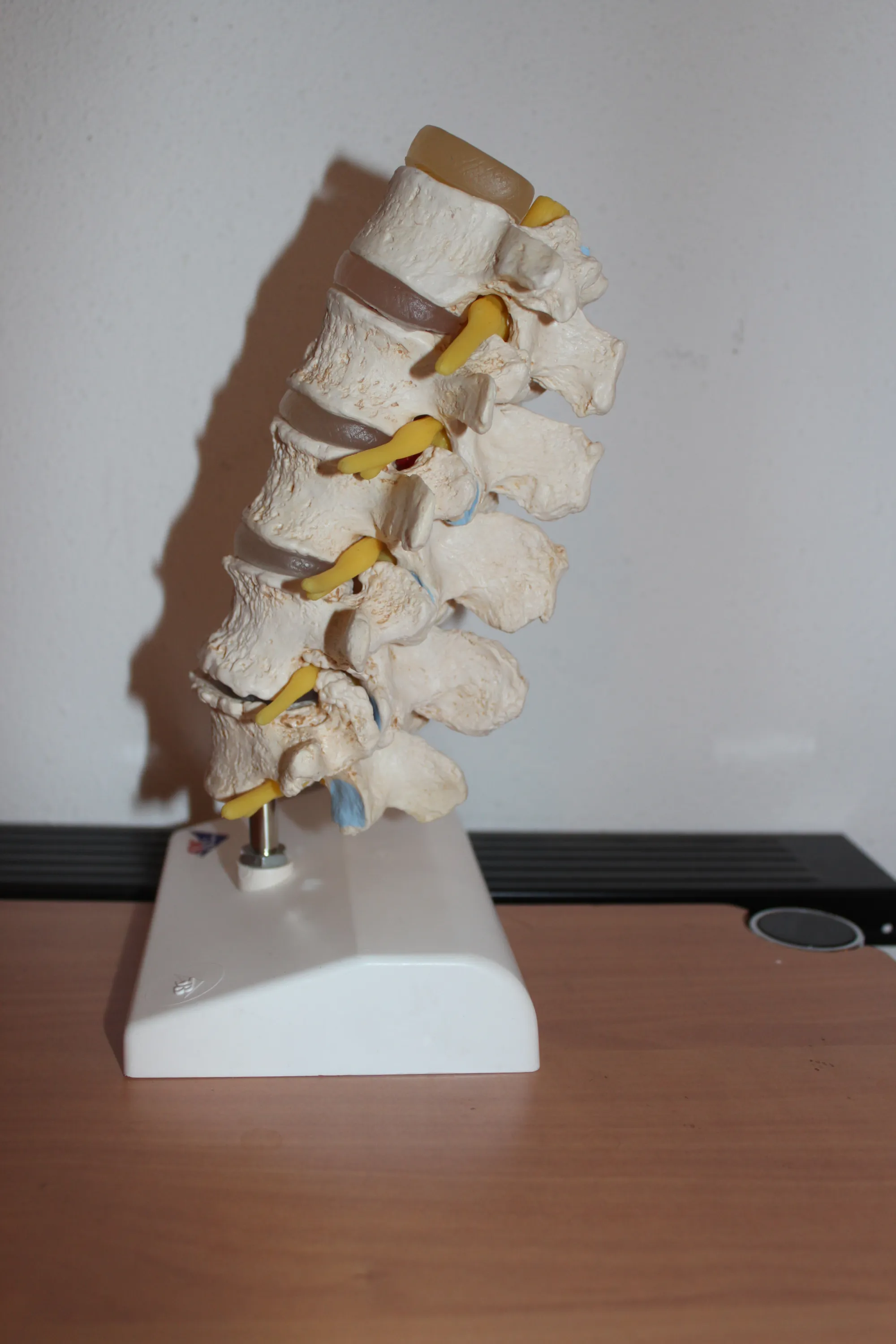 colonne-vertebrale-modele Modèle de colonne vertébrale en plastique